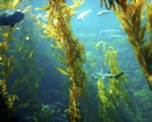 What Are the Benefits of Sea Kelp To Skin?